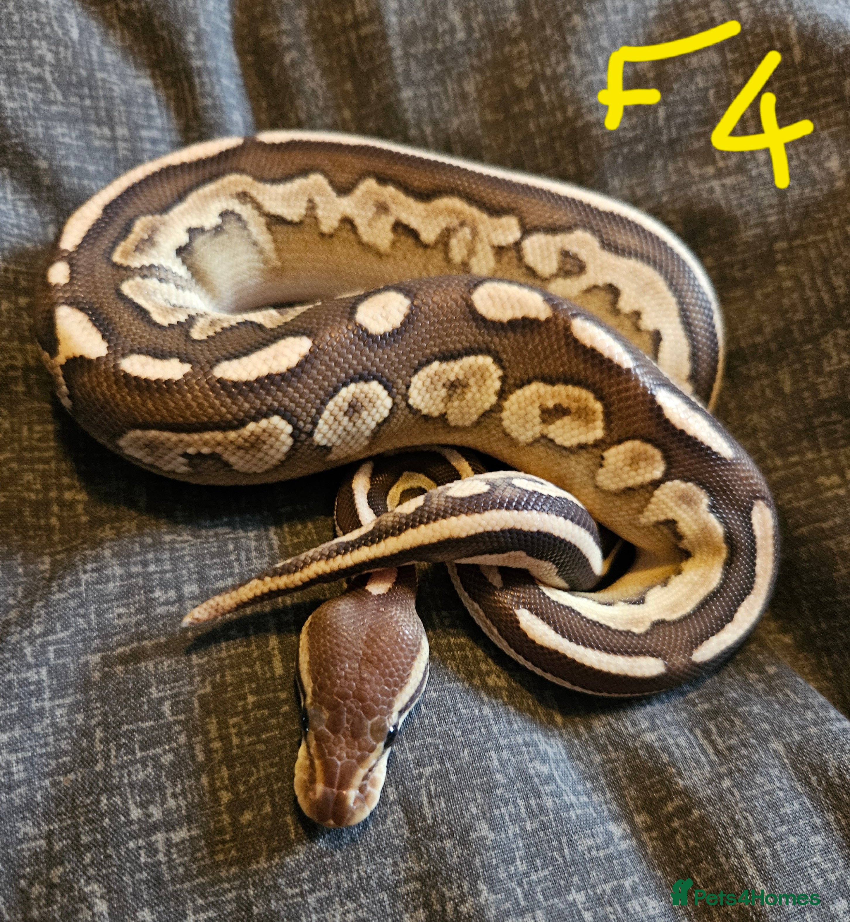 Python Snake reptiles CB25 Royal python hatchlings - Advert 5