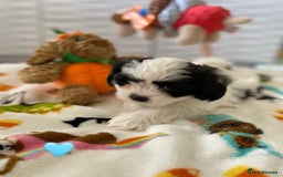 Malshi dogs for sale: Only 4 fantastic Malshi’s left - Image 4
