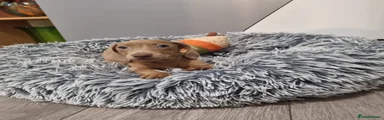 Dachshund Puppy 2