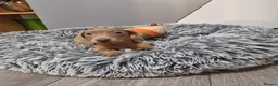 Dachshund dogs for sale: 5 Beautiful dachshund puppies 🩷💙3 boys 2 girls  - Advert 5