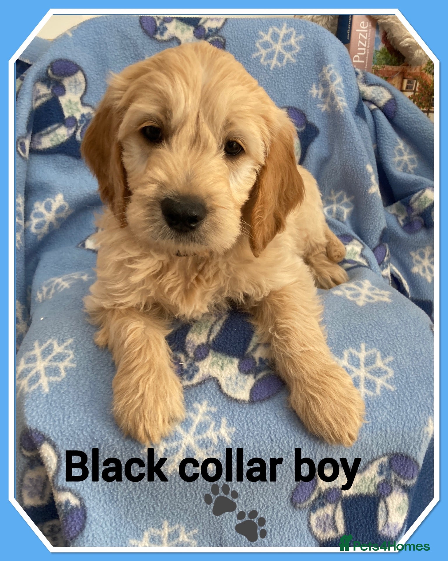 Mini Goldendoodle dogs  VETCHECKED✅STUNNING F1 MINIATURE GOLDENDOODLES 🐶 - Advert 4