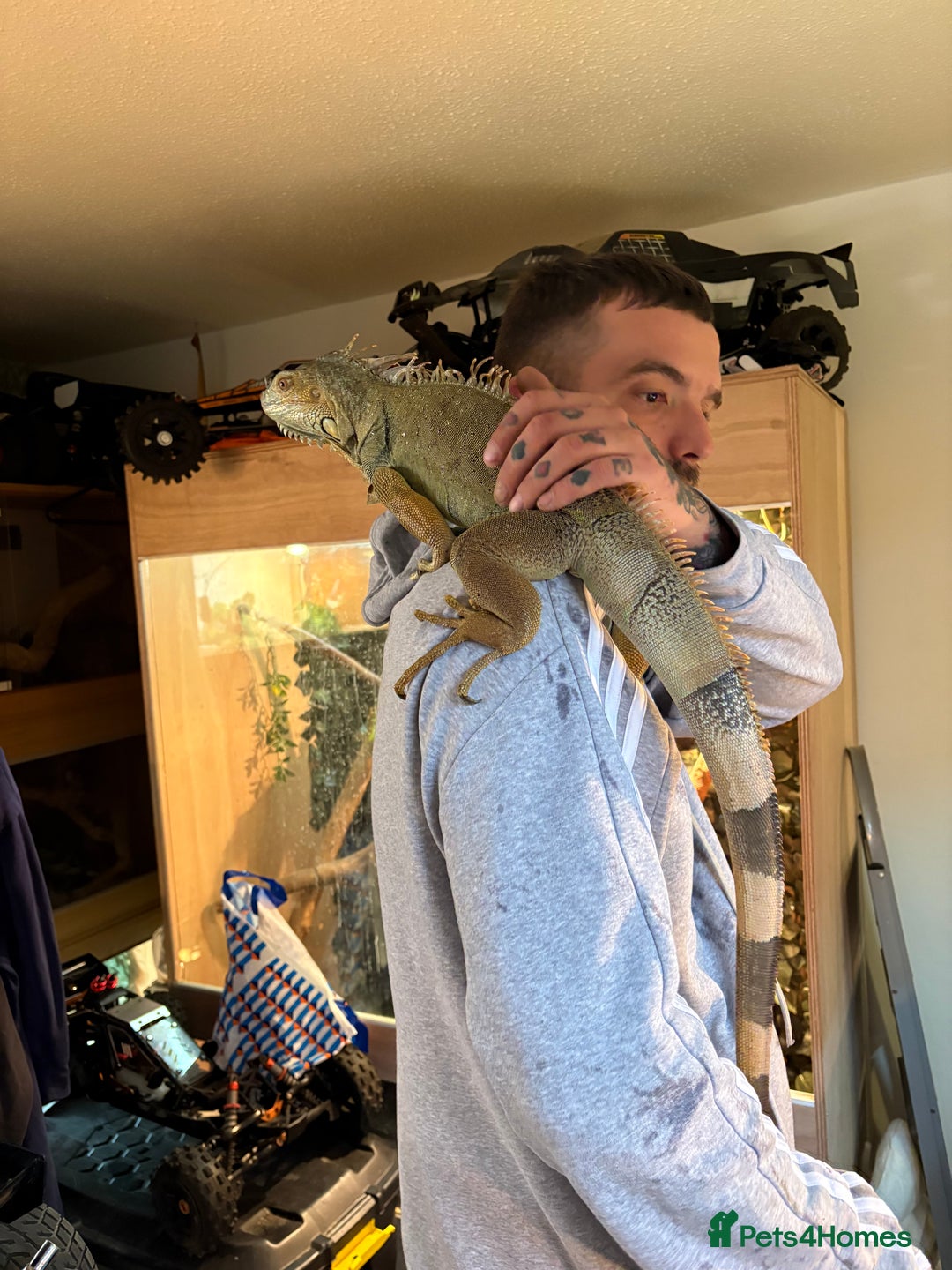 Iguana reptiles for sale: Female green iguana almost 4years old plus Viv  - Advert 5