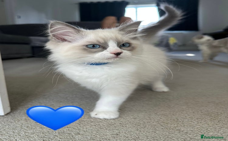 Ragdoll cats in Taunton - Advert 4