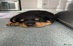 Rottweiler dogs for sale: Abi 11 week old Rottweiler  - Image 7