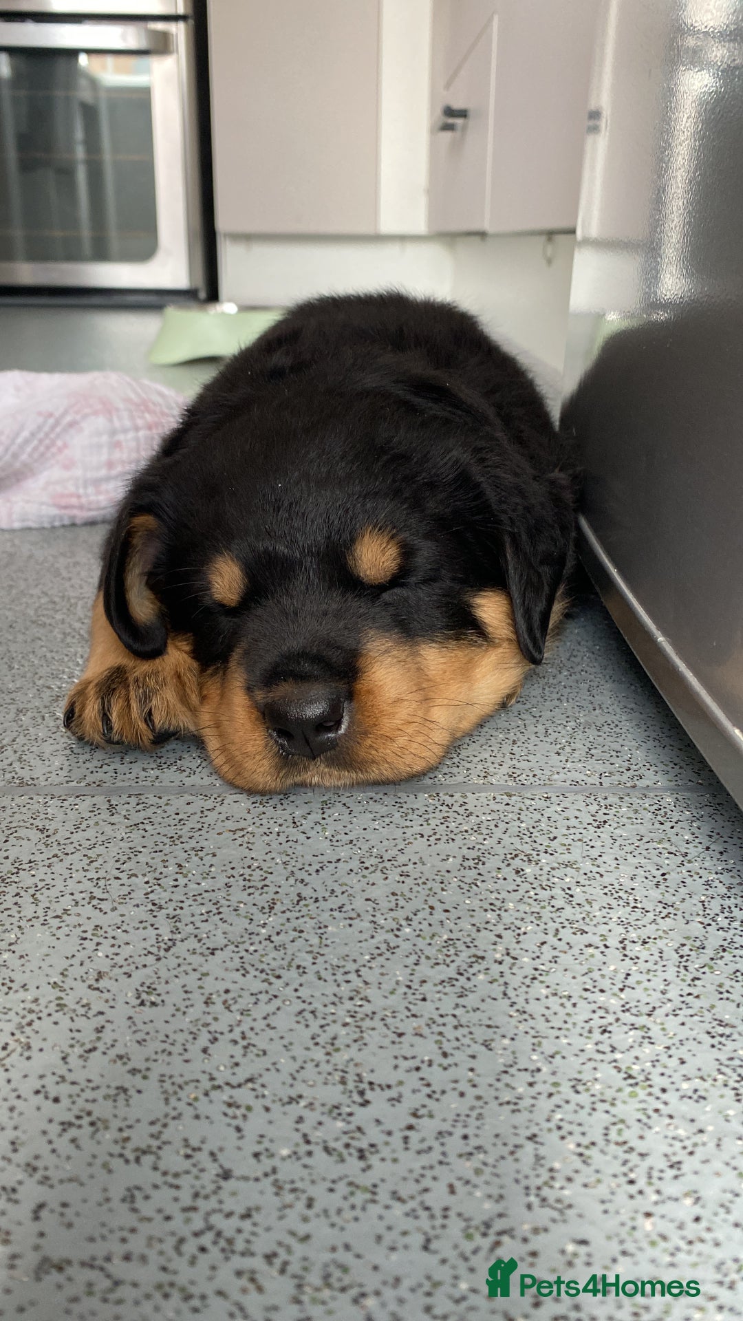 Rottweiler dogs for sale: Abi 11 week old Rottweiler  - Image 7
