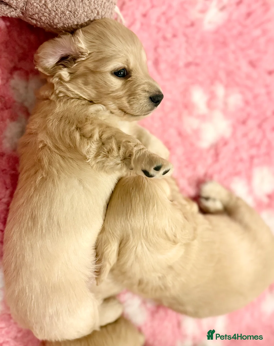 Miniature Dachshund dogs for sale: Beautiful miniature long haired cream dachshunds  - Advert 3