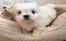 Maltese dogs for sale: ✨💫Tiny Exquisite Bambelina Maltese 💫✨ - Image 37