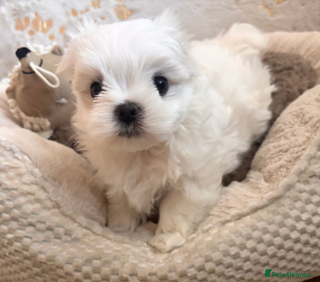Maltese dogs for sale: ✨💫Tiny Exquisite Bambelina Maltese 💫✨ - Image 37