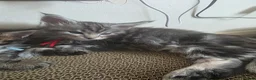 Maine Coon cats for sale: 2 stunning kittens left - Advert 6