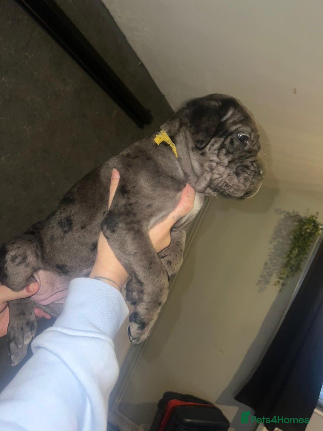 Cane Corso dogs for sale: Cane Corso Pups - Advert 17