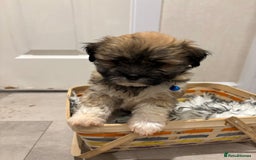 Lhasa Apso dogs for sale: Full bred Lhasa apso puppies  - Advert 8