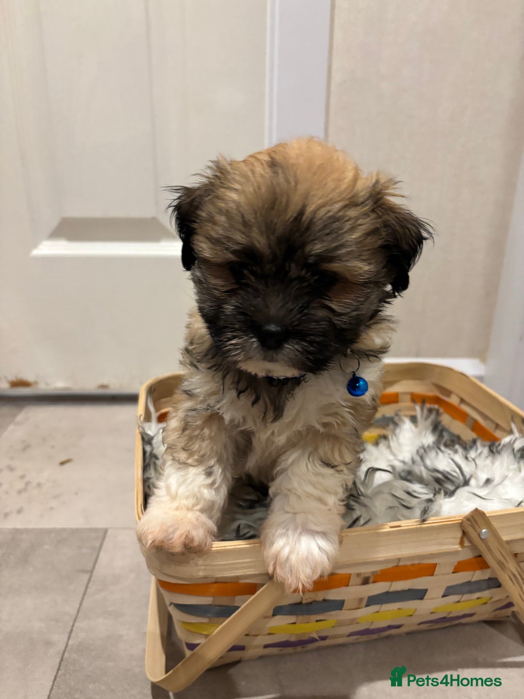 Lhasa Apso dogs for sale: Full bred Lhasa apso puppies  - Advert 8