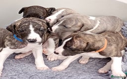 Whippet dogs for sale: Quality KC reg Whippet Puppies - Image 17