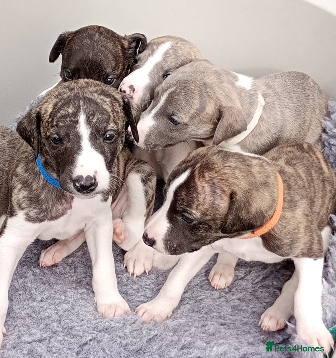 Whippet dogs for sale: Quality KC reg Whippet Puppies - Image 17