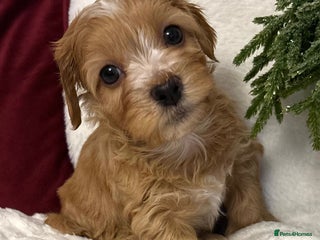 Havanese dogs 9 Beautiful Havanese Pedigree Puppies - Advert 2