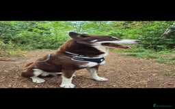 Siberian Husky dogs for sale: 7 Year Old Husky - Image 3