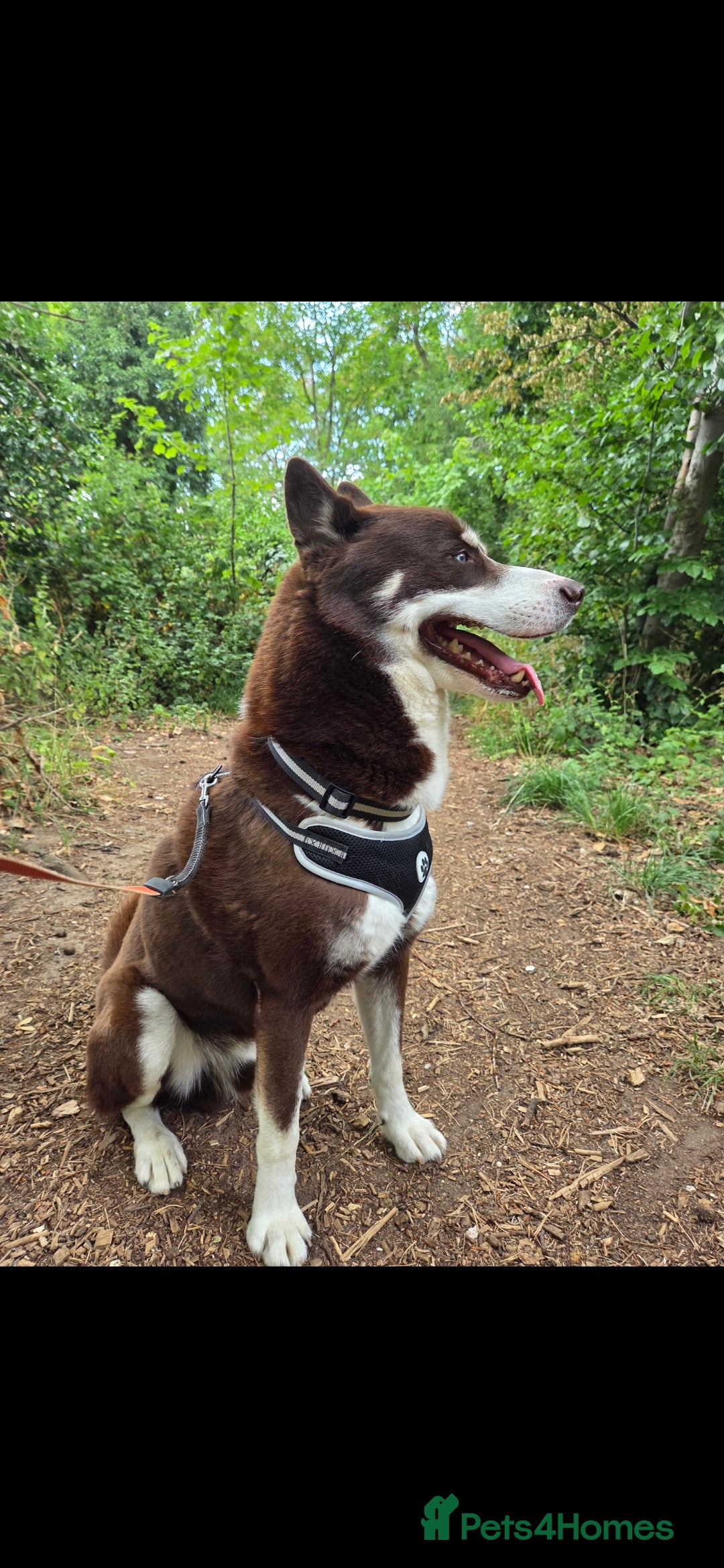 Siberian Husky dogs for sale: 7 Year Old Husky - Image 3