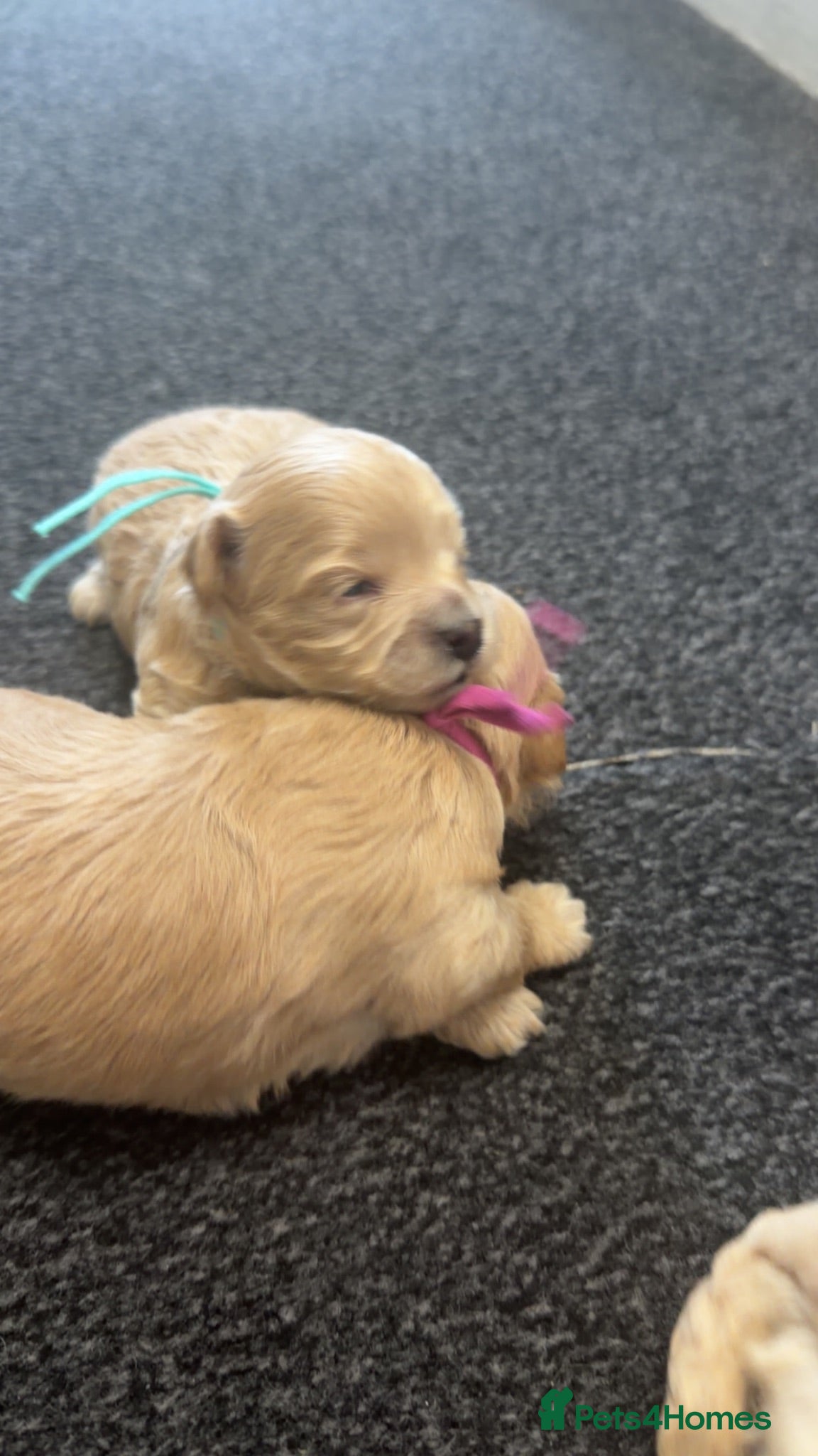 Maltipoo dogs 🩷💙Tiny Maltipoos,KC dna health clear parents 🥰 - Advert 1