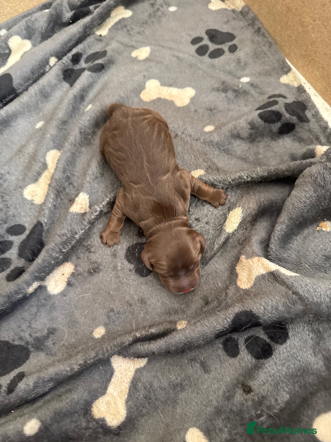 Cocker Spaniel dogs for sale: Cocker spaniel Puppies  - Image 7