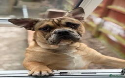 Mixed Breed dogs for sale: Derek - Image 3