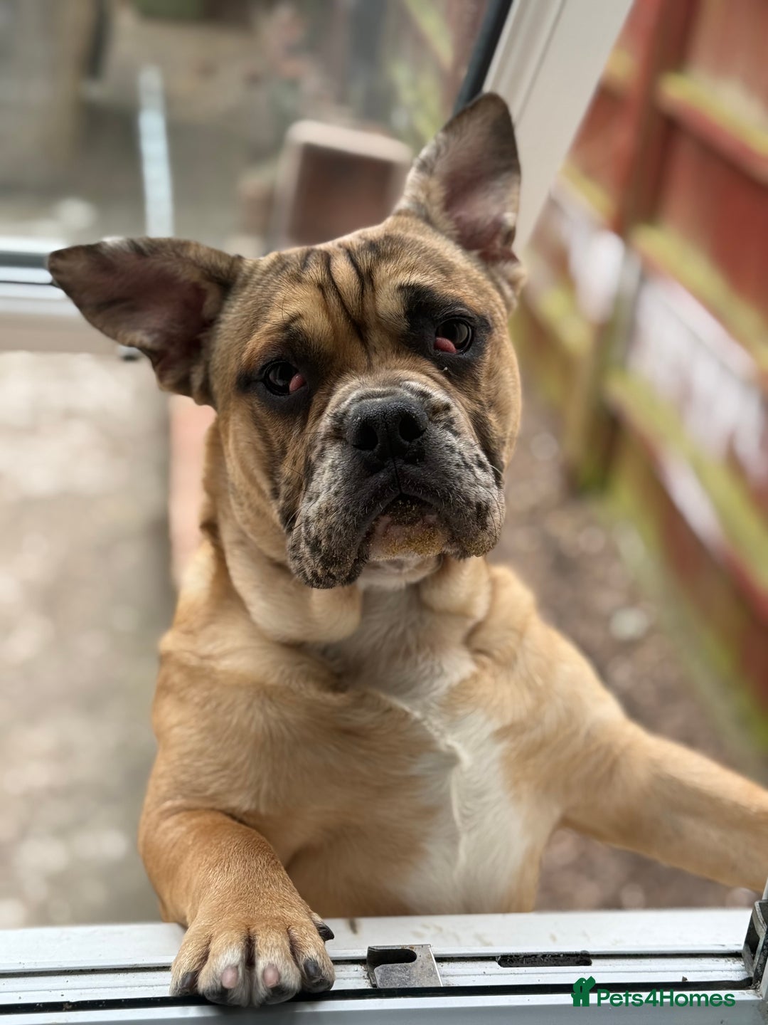 Mixed Breed dogs for sale: Derek - Image 3