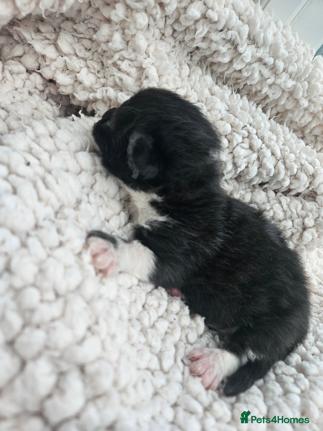 Mixed Breed cats for sale: Adorable Fluffy little Boy  - Image 8