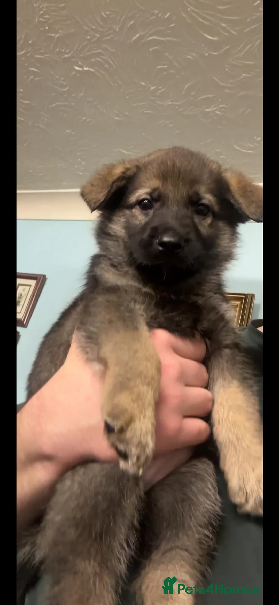 Mixed Breed dogs for sale: GSP x5 Available 27th Feb.  - Advert 3