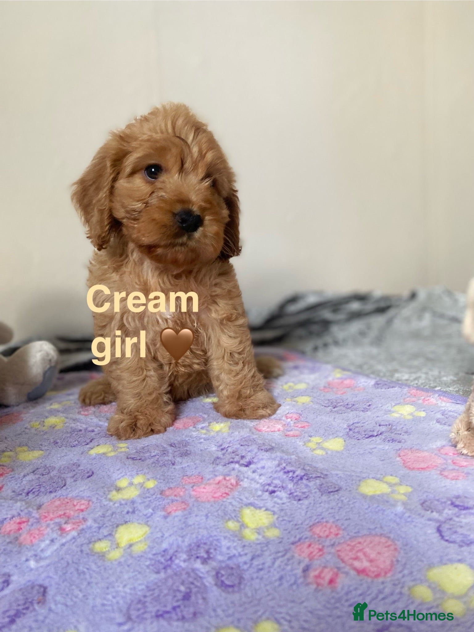 Cockapoo dogs 💕 cockapoo pups 💕 - Advert 2