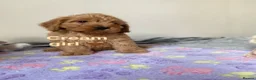 Cockapoo dogs for sale: 💕 cockapoo pups 💕 - Advert 1
