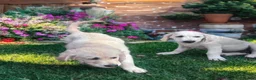 Golden Retriever dogs for sale: ❤️❤️❤️ Beautiful KC Golden Retriever puppies❤️❤️❤️ - Advert 6