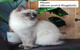 Ragdoll cats for sale: Beautiful Ragdoll kittens - Image 7
