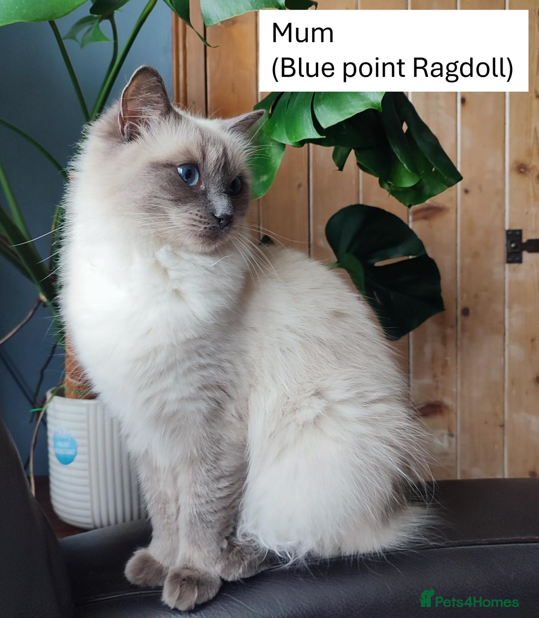 Ragdoll cats for sale: Beautiful Ragdoll kittens - Image 7
