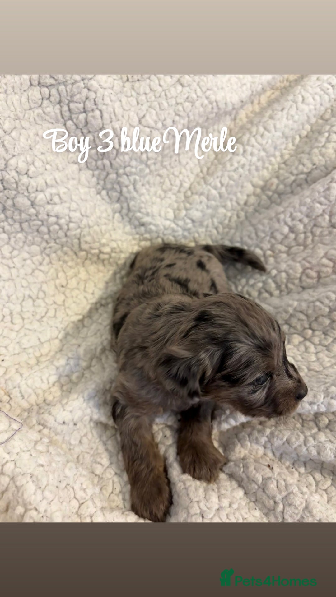 Jackapoo dogs for sale: Beautiful jackapoo’s  - Image 7