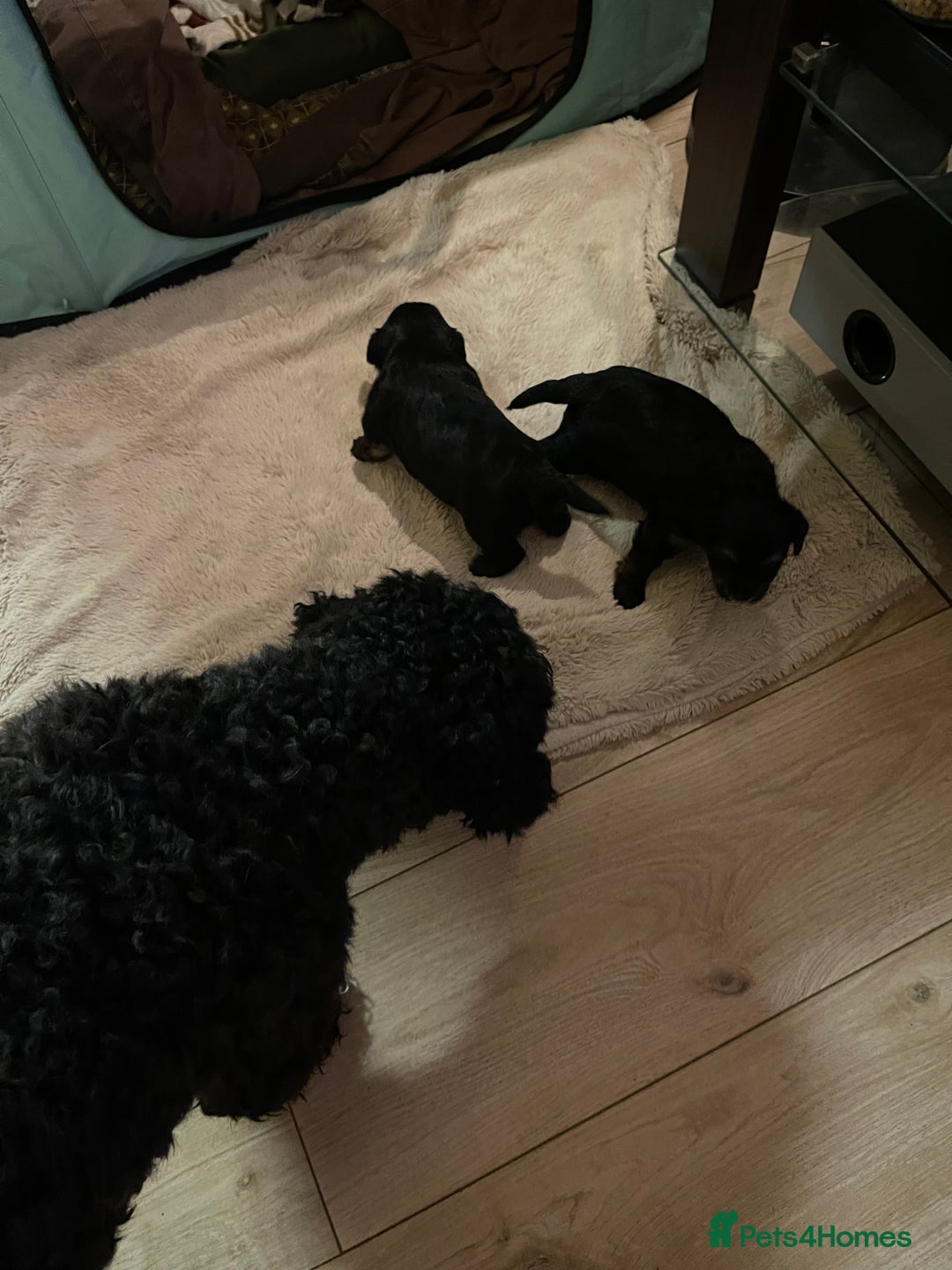 Mixed Breed dogs for sale: Adorable Morkie Poo puppies - Advert 7