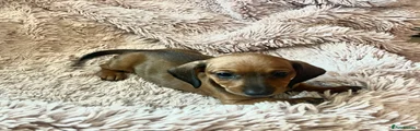Dachshund 6