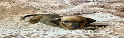 Dachshund dogs for sale: Miniature dachshund  - Advert 10