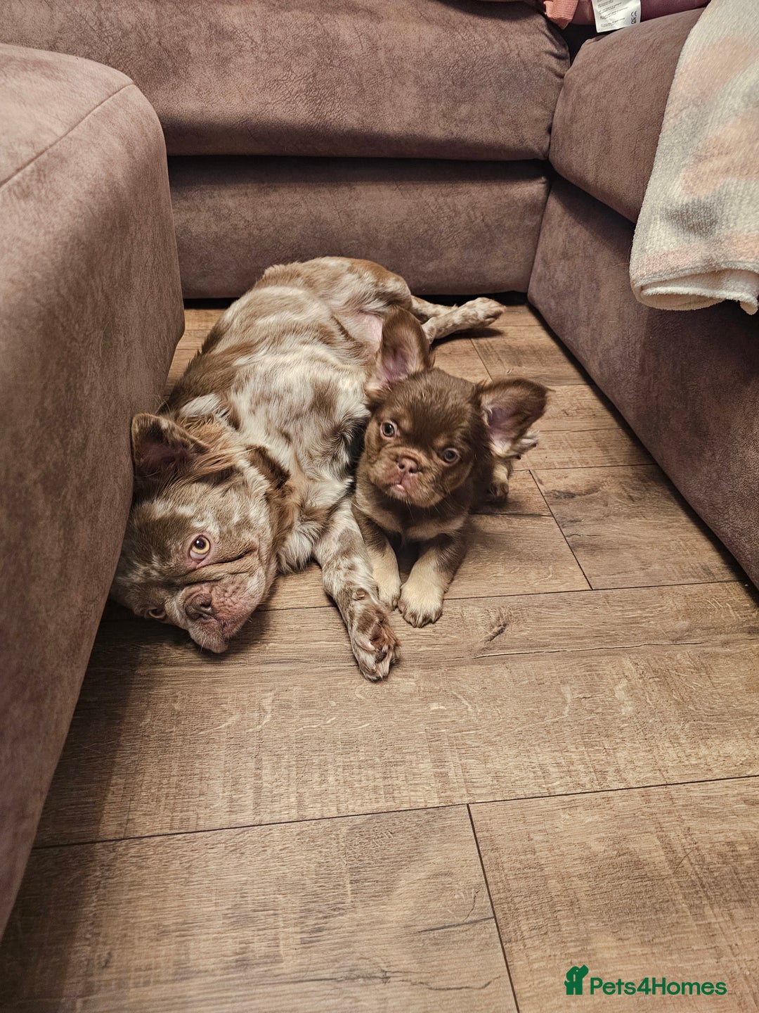 French Bulldog dogs for sale: Ready to leave French Bulldog Visual fluffies - Advert 2