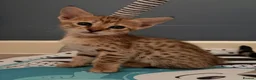 Savannah cats for sale: Stunning female SBT savannah kitten - Advert 2