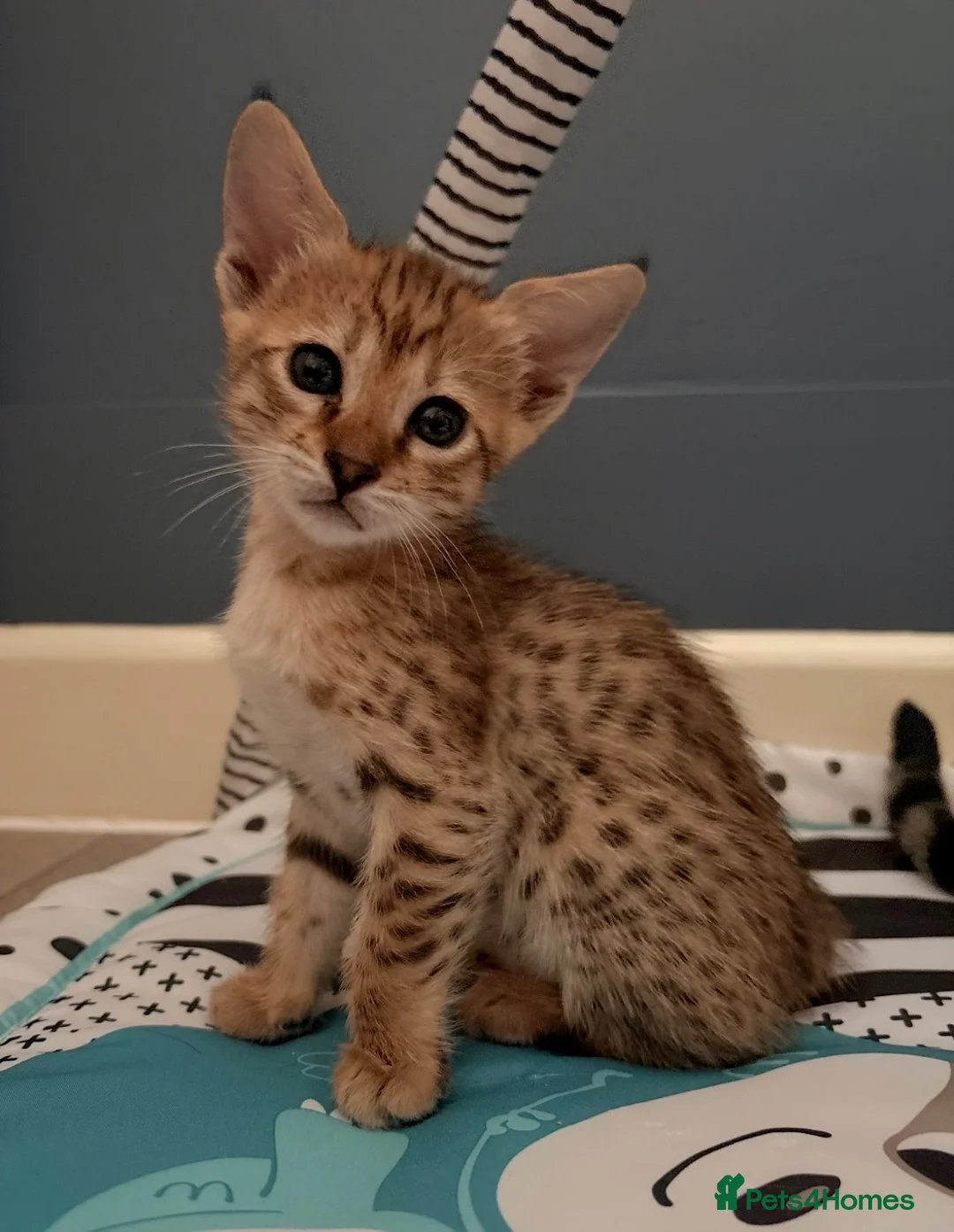 Savannah cats for sale: Stunning female SBT savannah kitten - Advert 2