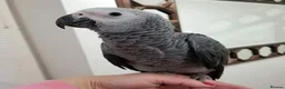 Parrots birds for sale: Timneh African Grey parrots for sale  in London - Advert 3