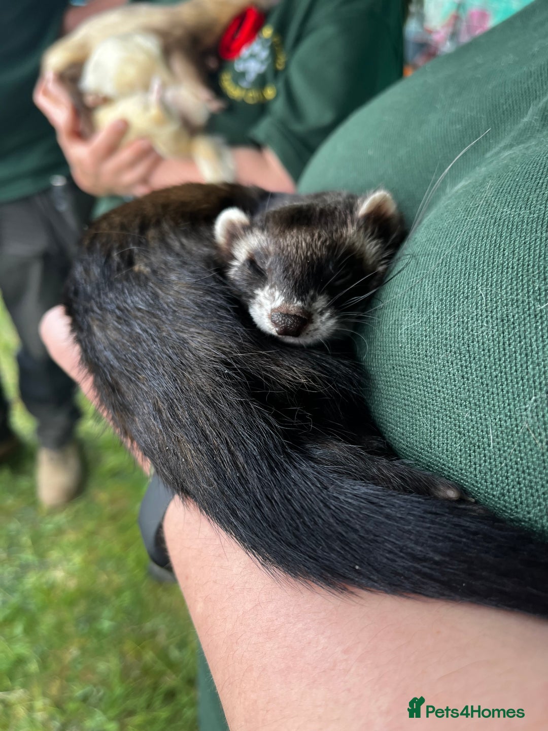 Ferret rodents for sale: Jill’s looking for good homes  - Image 1