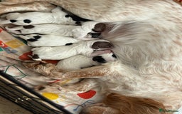 Sprocker dogs for sale: Sprocker spaniels  - Image 6