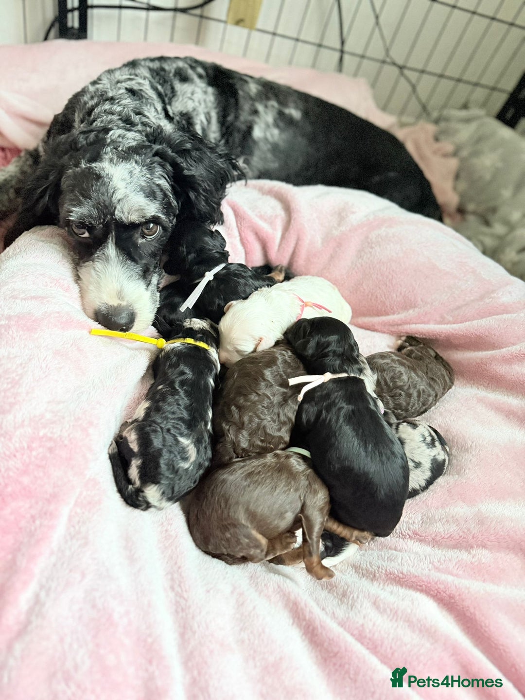 Cavapoo dogs for sale: STUNNING FULLY HEALTH TESTED F1B CAVAPOO  - Advert 20