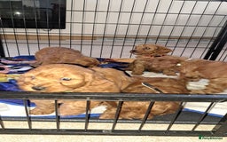 Cockapoo dogs for sale: Coockerpoo puppies  - Advert 2