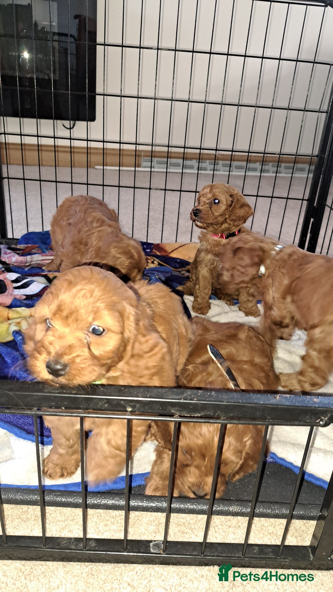 Cockapoo dogs for sale: Coockerpoo puppies  - Advert 2