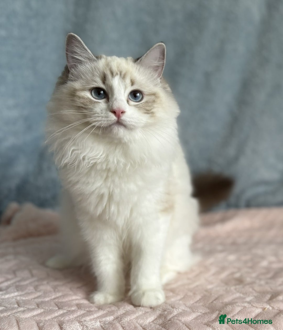 Ragdoll cats for sale: Playful Pedigree Ragdoll Kittens Available - Advert 15