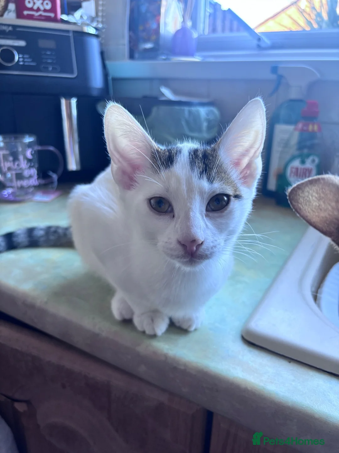 British Shorthair cats for adoption: Beautiful male - Advert 1