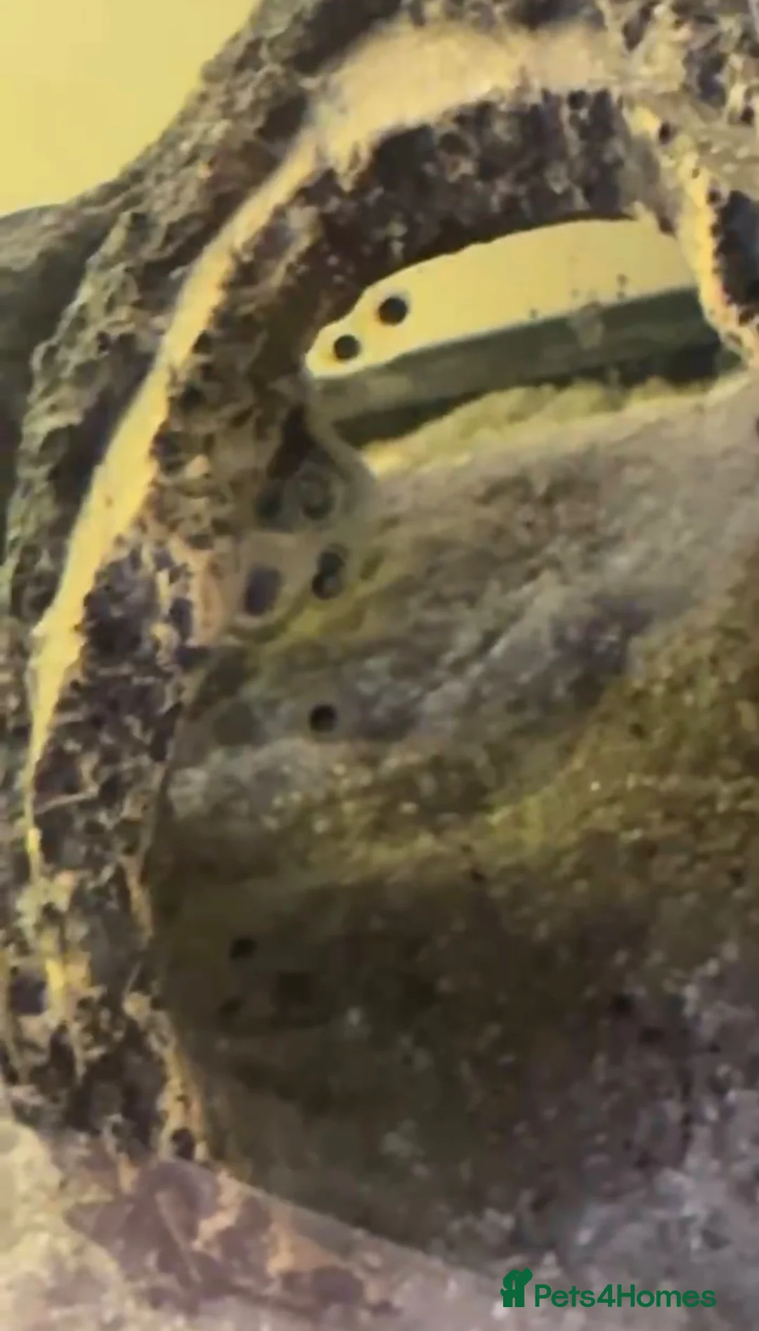 Axolotl reptiles for sale: Axolotl eggs in Ipswich - Advert 2