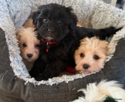 Shihpoo dogs Toy Shih-Poo Puppies (Shih-Tzu x Toy Poodle) - Advert 1