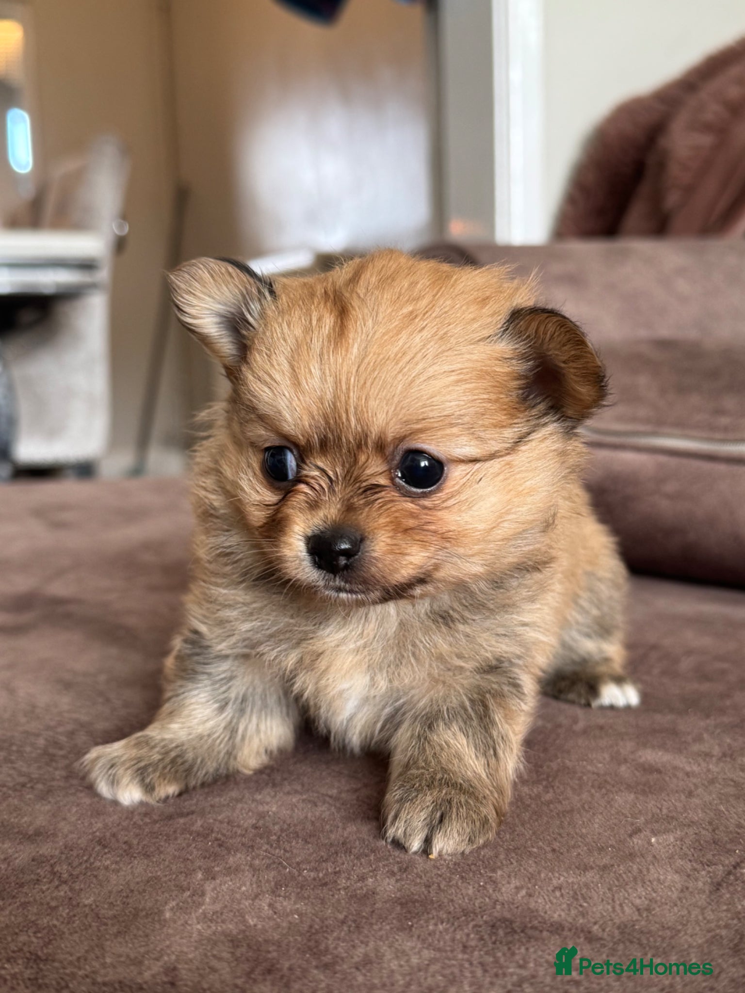 Pomchi dogs STUNNING Pomchi litter, Reggie & cherry SOLD - Advert 16